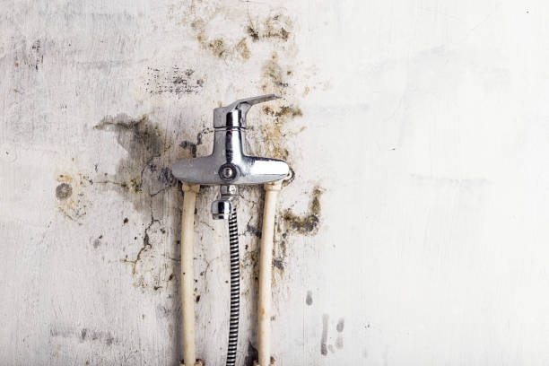 Best Mold Damage Repair  in Munster, IN