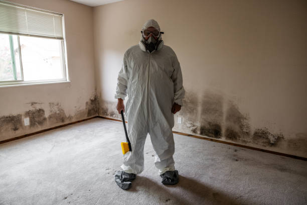 Best Residential Mold Removal  in Munster, IN